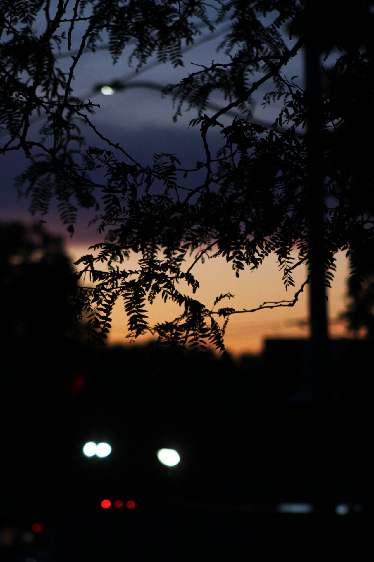 Silhouetted branches against a golden-hour sky